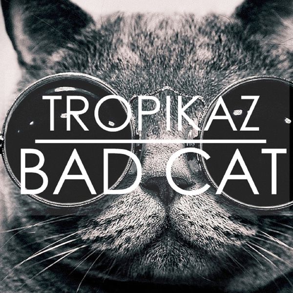 Картинка bad cat